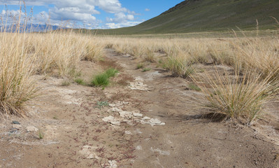 Salt steppe