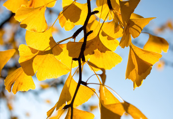 Ginkgo leaves in the sunlight