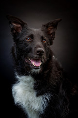 Mischlingshund im Studio