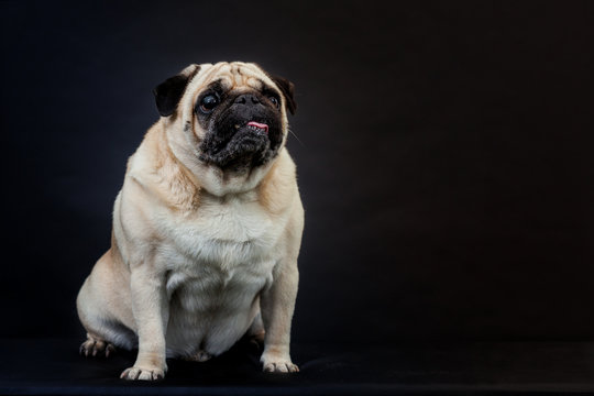 Mops im Studio