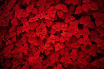 Red flower pattern