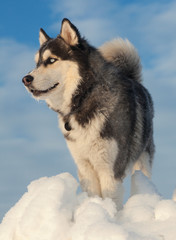 Male Husky