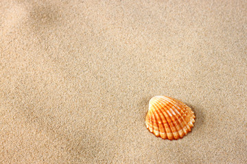 Fototapeta na wymiar single sea shell on sand at the beach