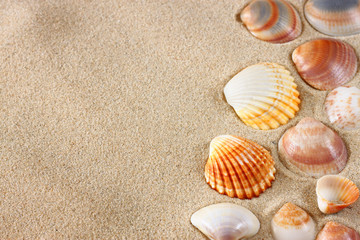 Fototapeta na wymiar morskie muszle na piasku na plaży