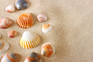 Fototapeta na wymiar morskie muszle na piasku na plaży