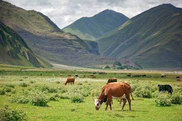 Fototapeta na wymiar Cows graze in mountains