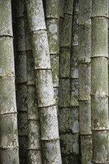 Eco-Friendly Tropical Bamboo Trees Full Frame Vertical