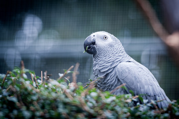 Portrait de perroquet gris du gabon