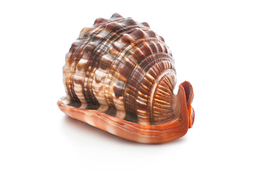 Sea shell
