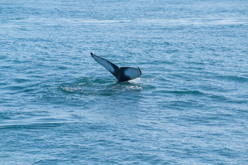 Naklejka premium Whale