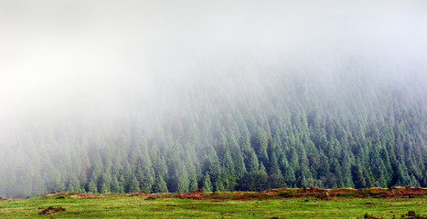 panorama of foggy pine forest