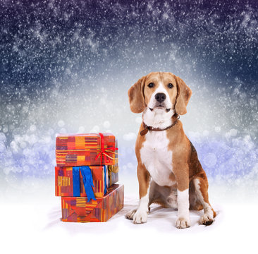 Young beagle with presents christmas background