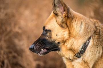 german shepherd dog