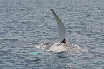 Obraz premium humpback whale