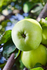 green apples