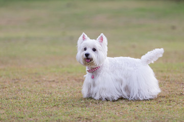 Cute westie on the backyard