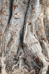 Old Tree
