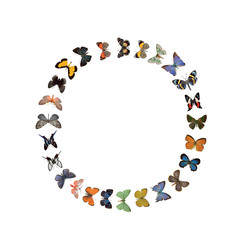 Butterflies circle