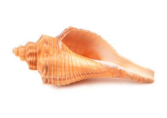 Sea shells isolated on white background