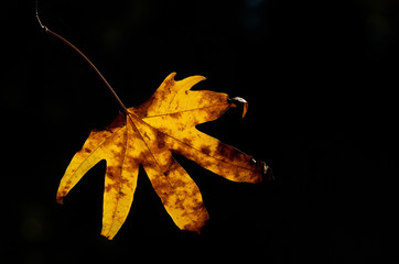 Naklejka premium Autumn leaf
