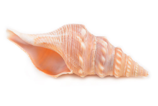 Sea shells isolated on white background