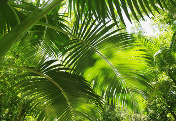 Panele Szklane Podświetlane  Las deszczowy, las tropikalny