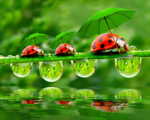 Little ladybugs with umbrella.