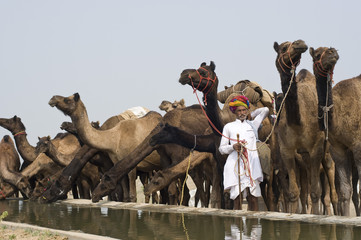 Camel festival , Thar desert , Rajasthan , India