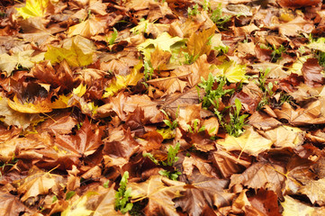 Autumn leaves