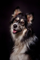 Huskymischling im Studio