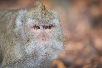 Portrait de singe magot
