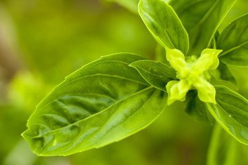 spices and herbs close-up