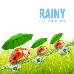 Little ladybugs with umbrella.