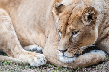 Fototapeta premium Portrait de lionne