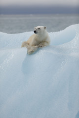 IJsbeer op Spitsbergen