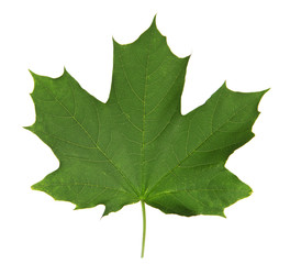 Green maple leaf