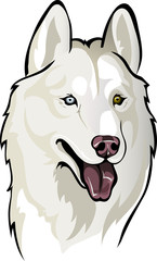 white husky