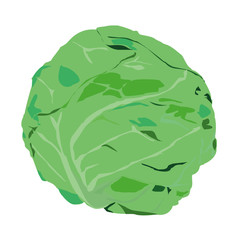 vector cabbage