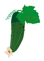 vector cucumber with leaf
