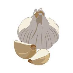 vector garlic