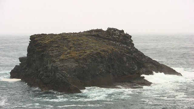 Ilot et oiseaux marins