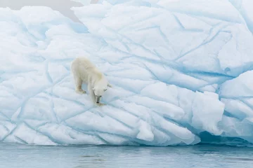 Abwaschbare Fototapete Nördlicher Polarkreis Eisbär