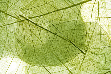 Obraz na płótnie Canvas liści w tle