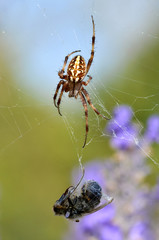 Oak spider with bee in the cocoon