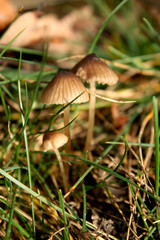 Small lamellar mushrooms.