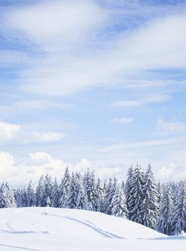 Fototapeta winter forest