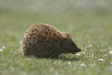 Hedgehog, Erinaceus europaeus © Erni