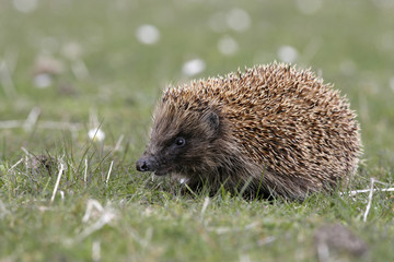 Hedgehog, Erinaceus europaeus