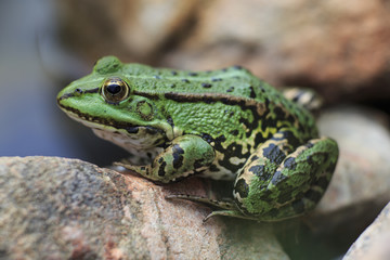 Teichfrosch sitzt auf einem Stein