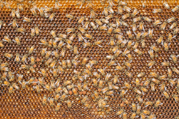 bees on honeycomb frame